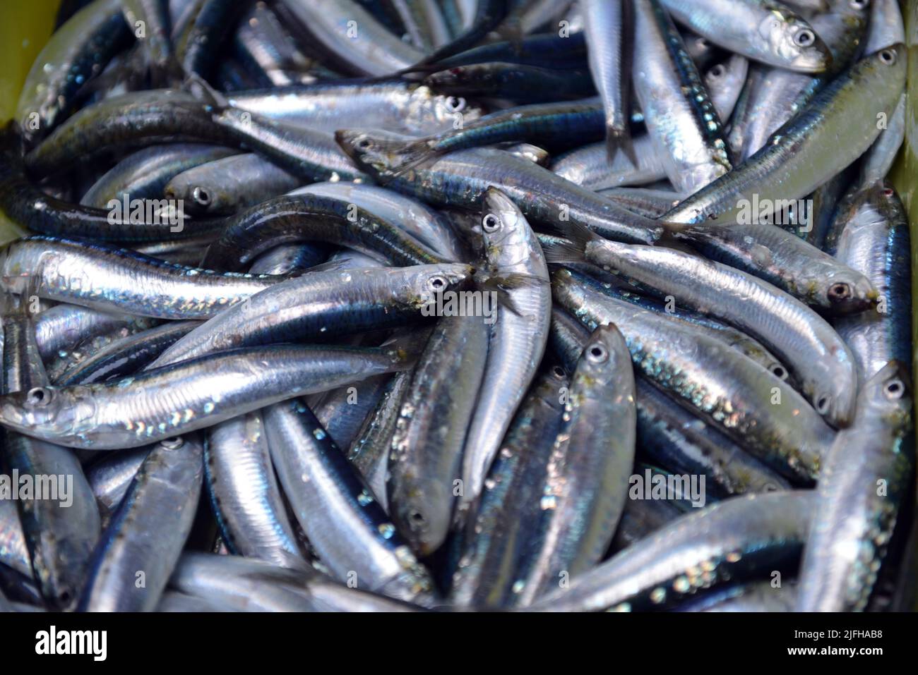 sardine fishing in vendée, france Stock Photo Alamy