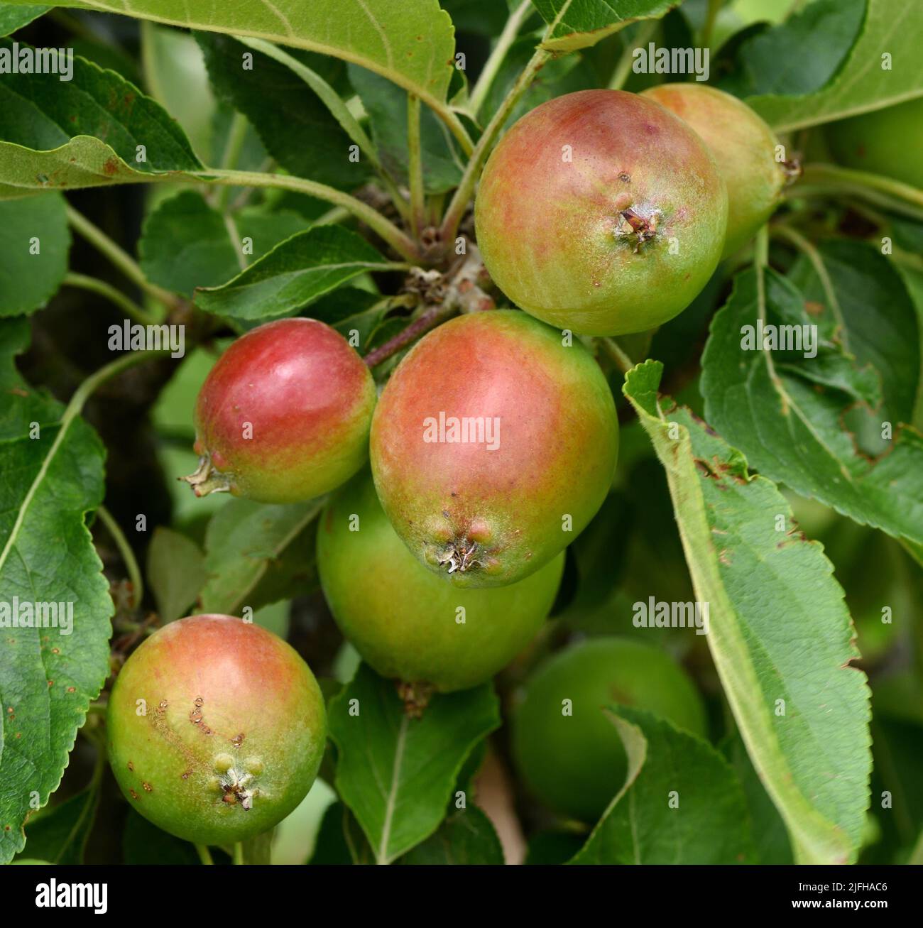 Young fruit of Malus domestica Katy. Stock Photo
