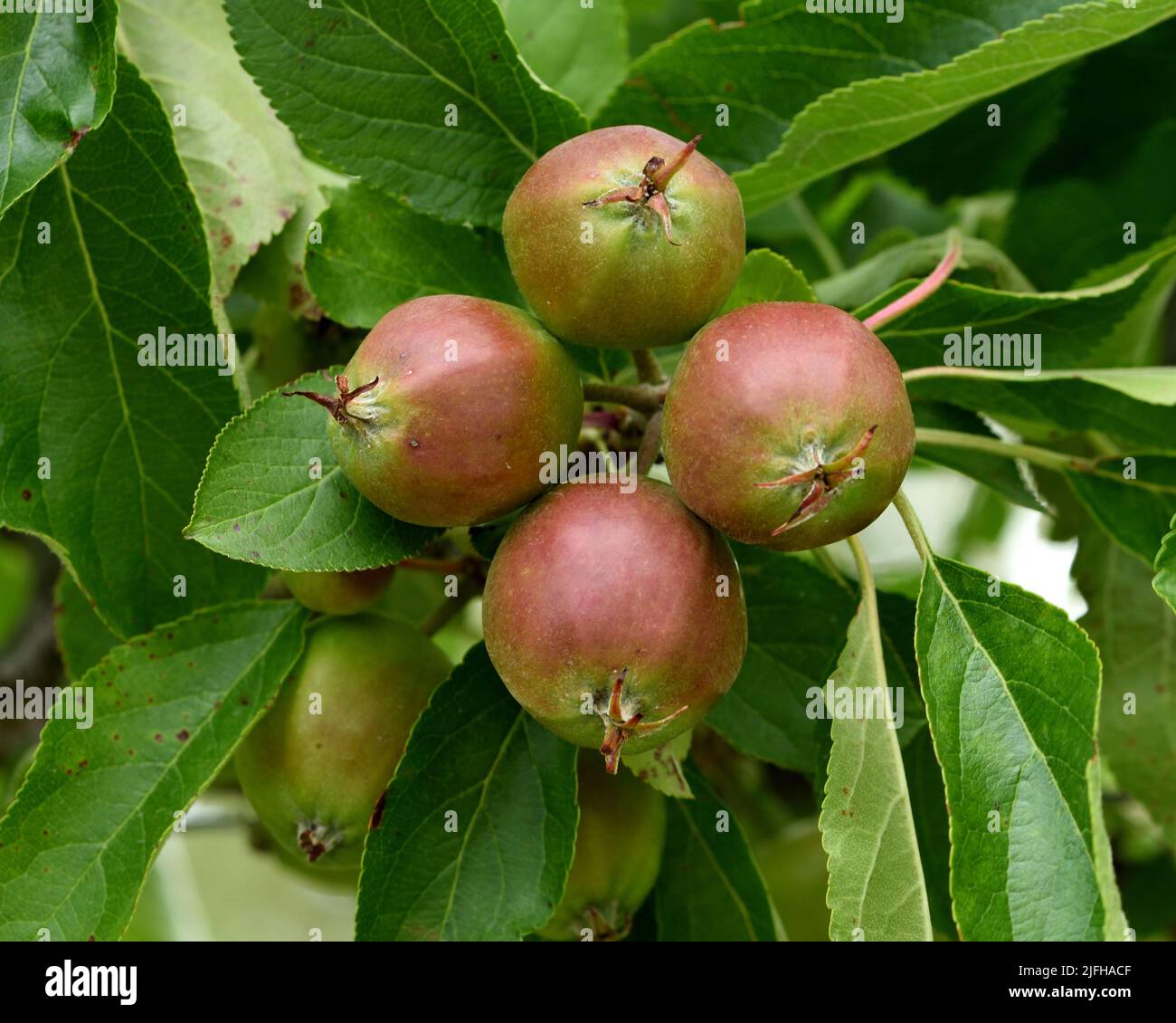 The young fruit of malus domestica Katy. Stock Photo