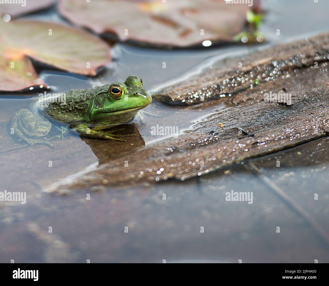 Frog sitting on a log in the water exposing its body, head, legs, eye and enjoying its environment and surrounding, Stock Photo