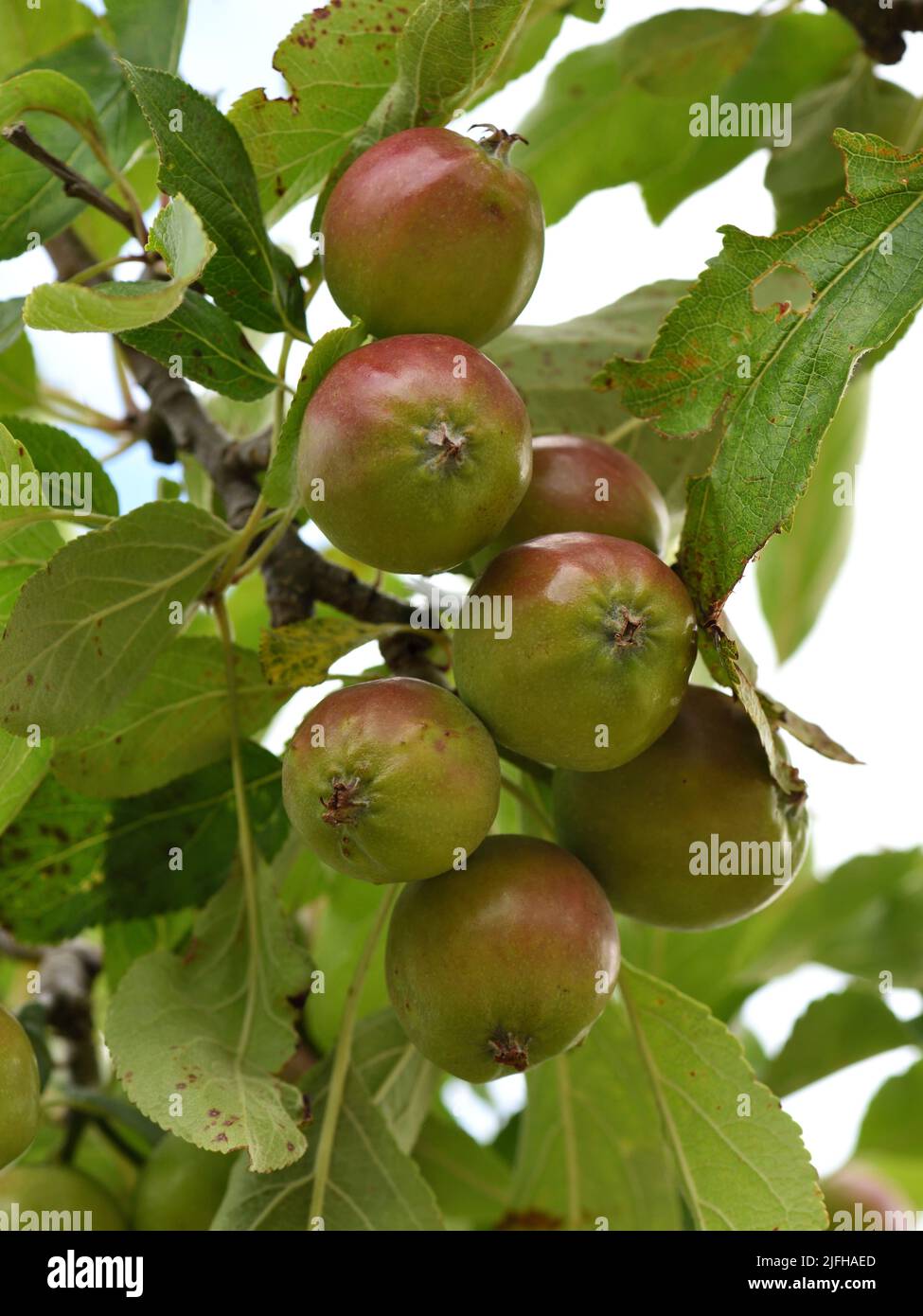 Young fruit of malus domestica Red Falstaff. Stock Photo