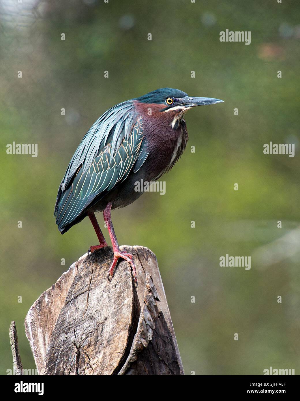 Green Heron close up perched on a tree branch displaying feather
