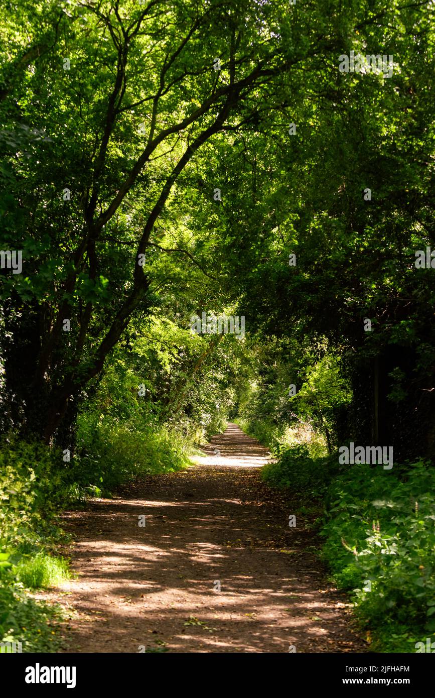Trees form a natural tunnel through a forest walk Stock Photo