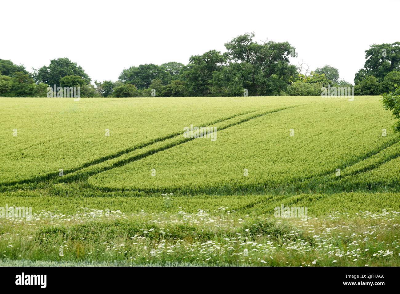 Agricultural farm field with crops growing Stock Photo