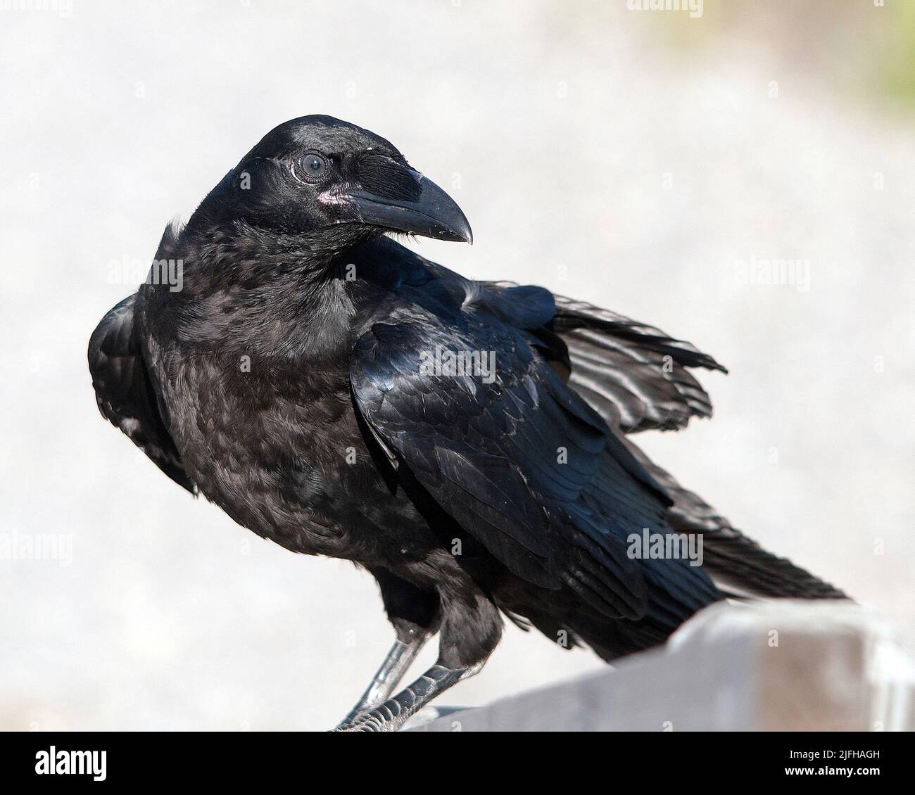 Raven close-up profile view displaying head, eye, beak, black feather
