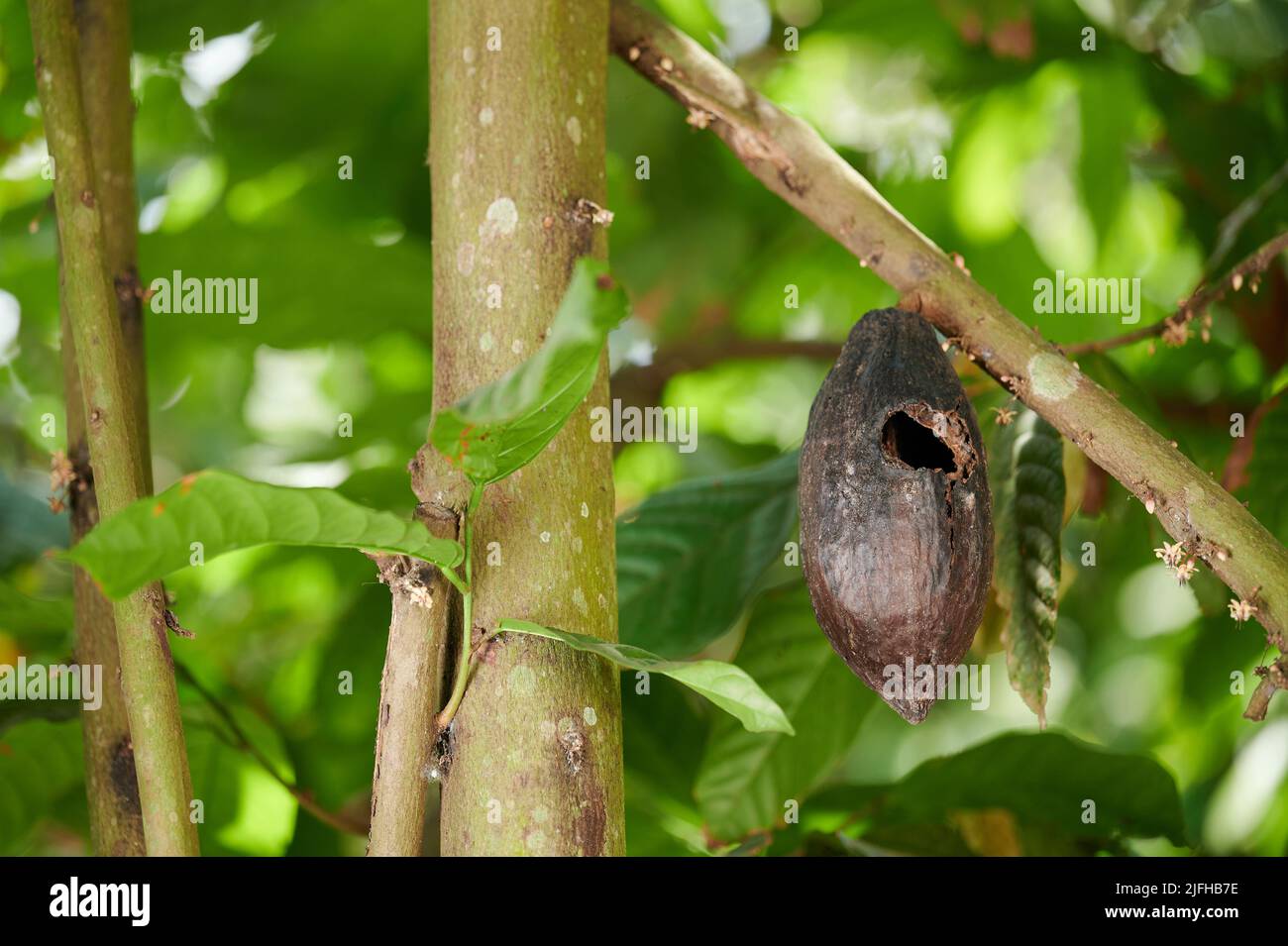 Chocolate cacao plant disease on blurred green background Stock Photo