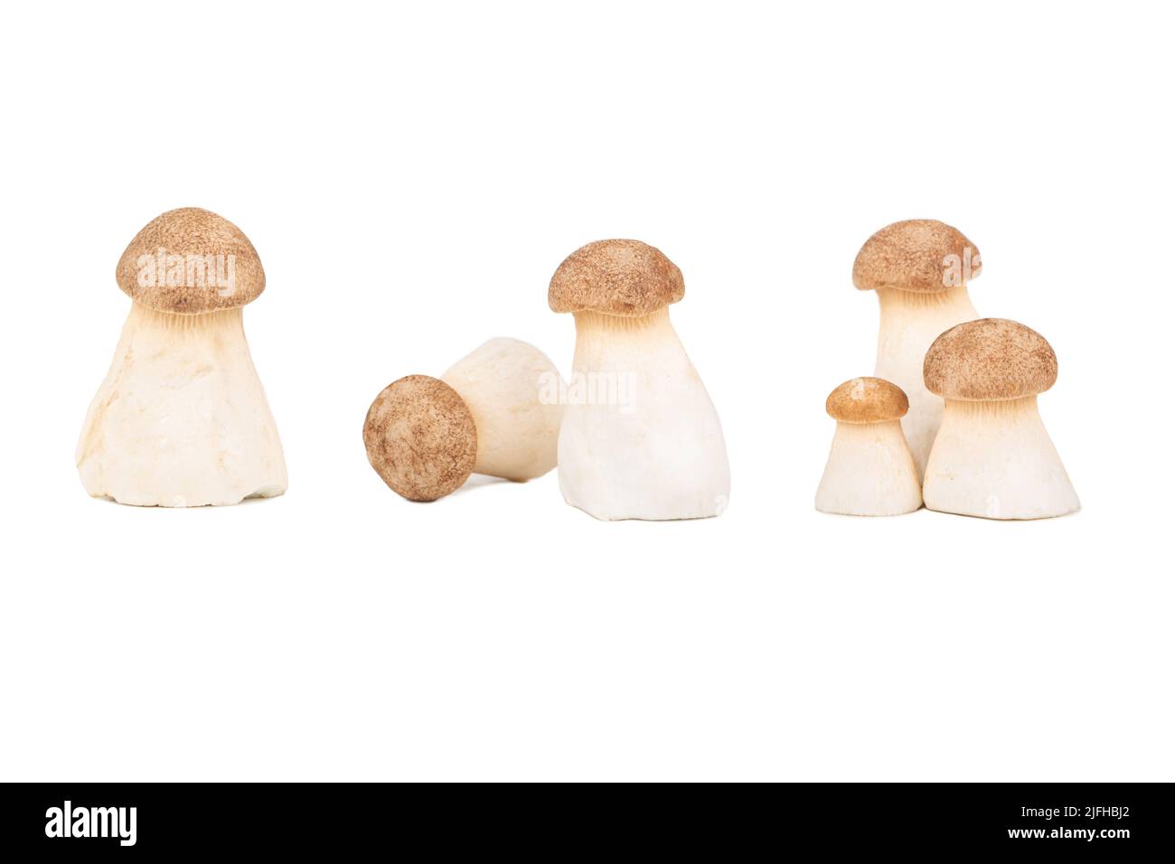 King oyster mushroom Pleurotus eryngii on white background, set Stock Photo
