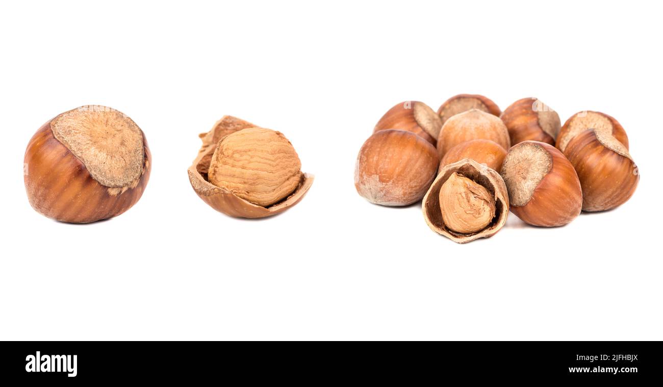 Hazelnut in shell hires stock photography and images Alamy