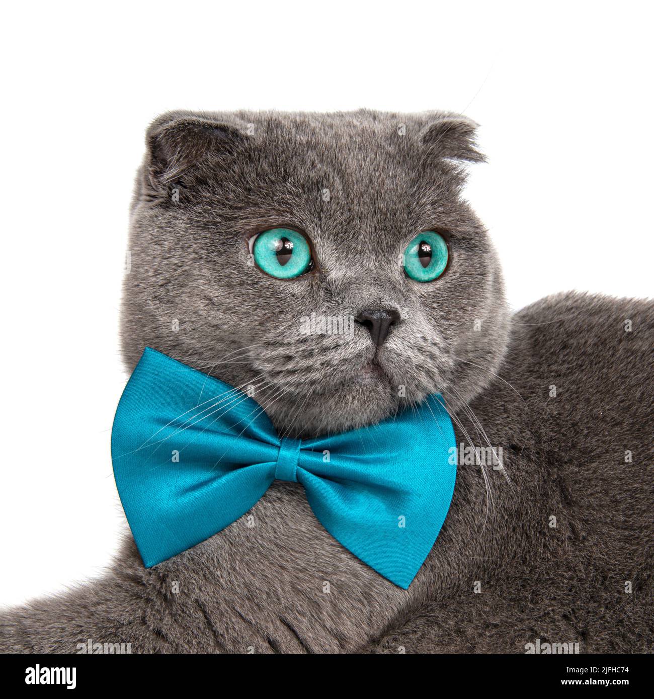 Cute Cat Wearing Coat and Red Bowtie Graphic by vatemplatecards