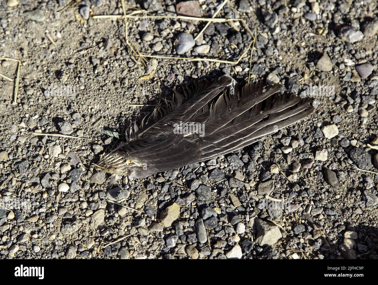 Detail of part of a dead bird, feathers Stock Photo