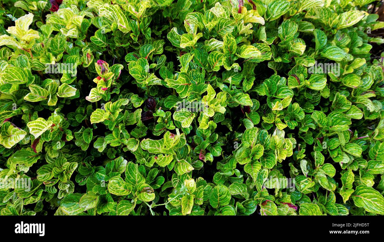 Beautiful green color leaves of background of Iresine herbstii also known as herbst bloodleaf, Blood Leaf, Beefsteak plant, Chicken gizzard. Spotted i Stock Photo