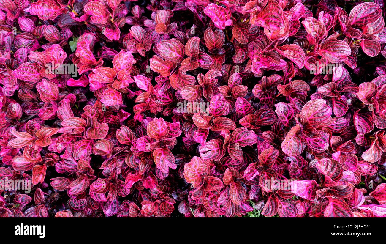 Beautiful red color leaves of background of Iresine herbstii also known as herbst bloodleaf, Blood Leaf, Beefsteak plant, Chicken gizzard. Spotted in Stock Photo