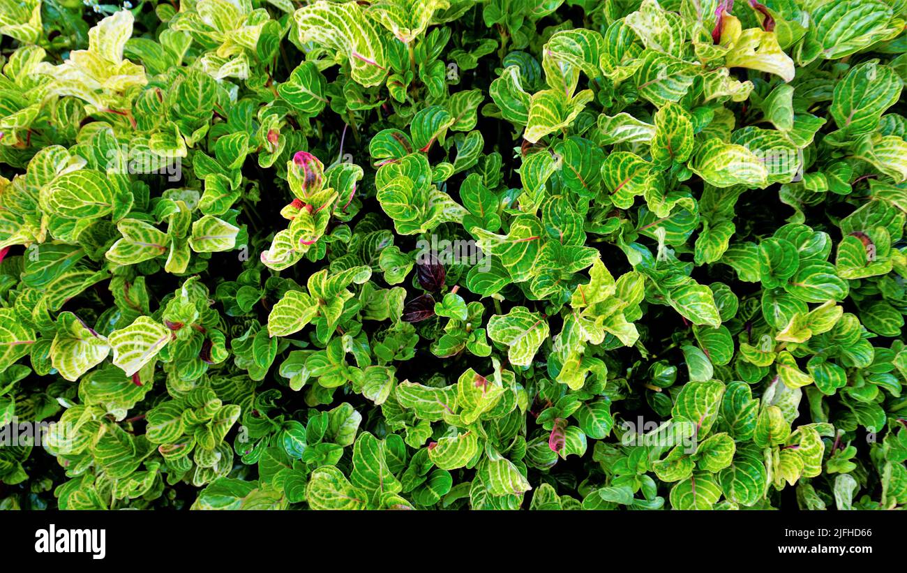 Beautiful green color leaves of background of Iresine herbstii also known as herbst bloodleaf, Blood Leaf, Beefsteak plant, Chicken gizzard. Spotted i Stock Photo