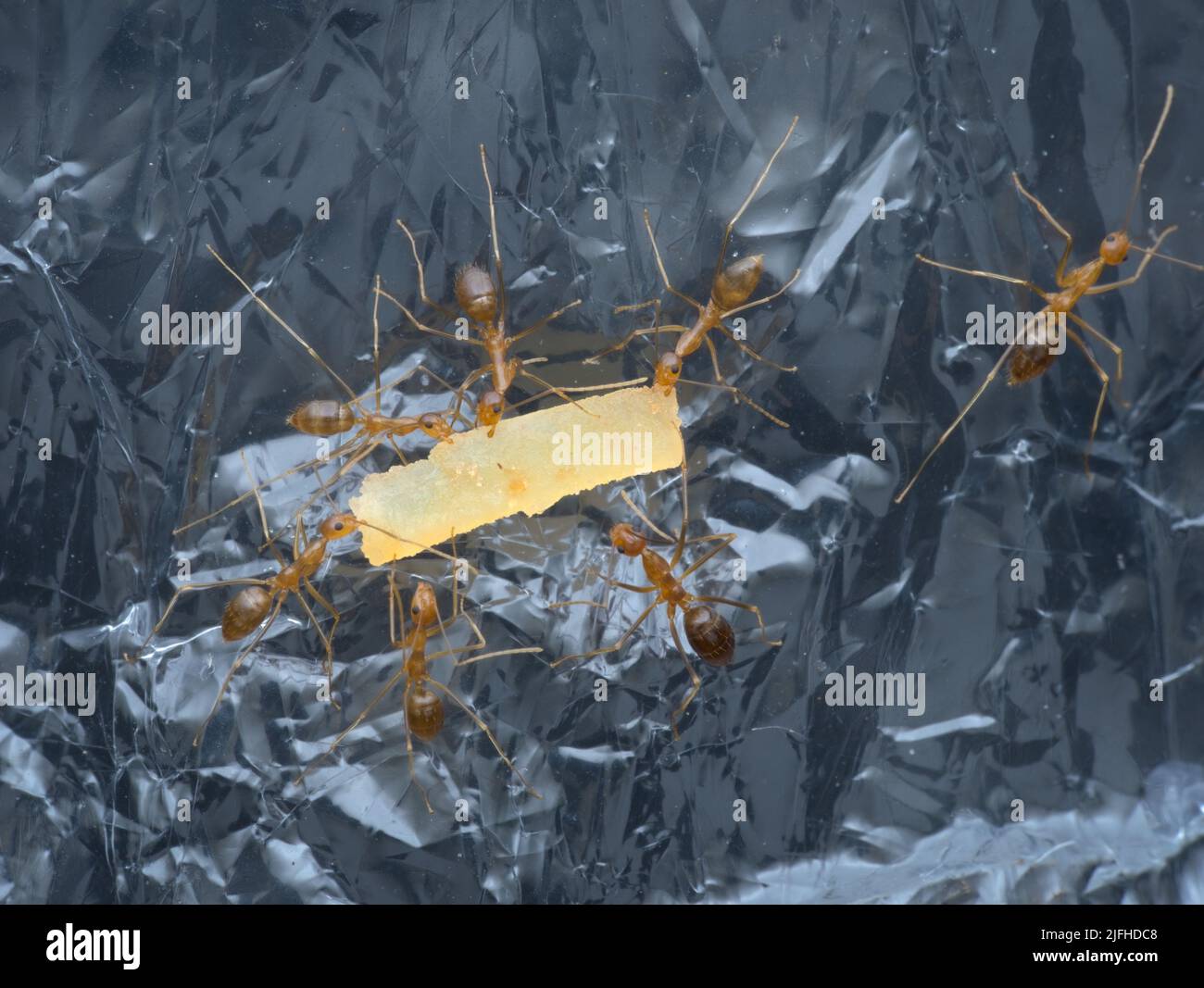 Crazy yellow ants eat leftovers from the trash Stock Photo