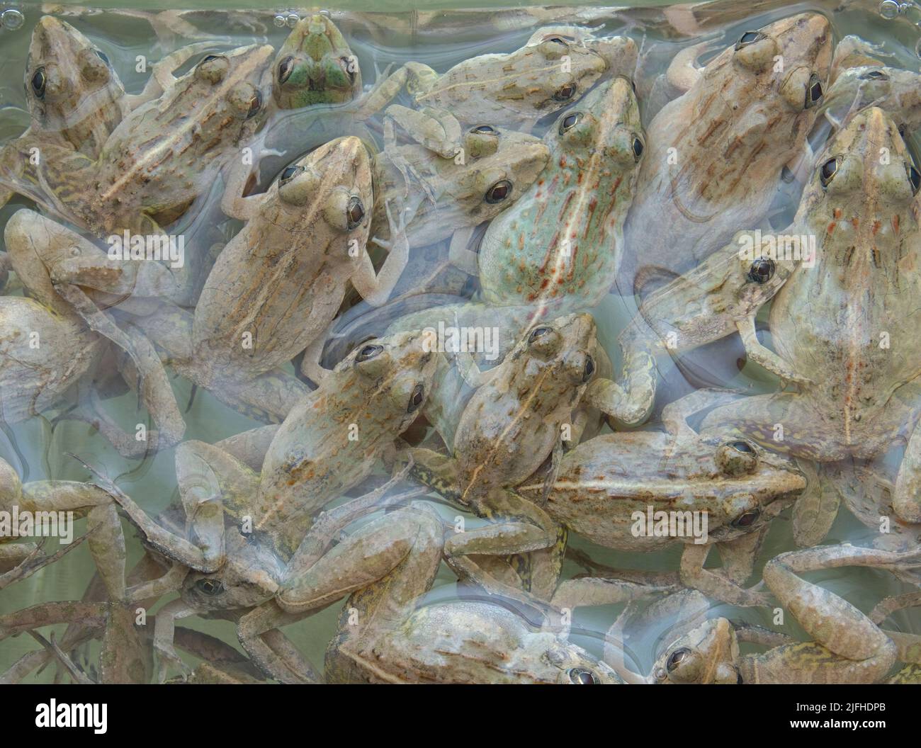 a group of frogs in the water Stock Photo Alamy