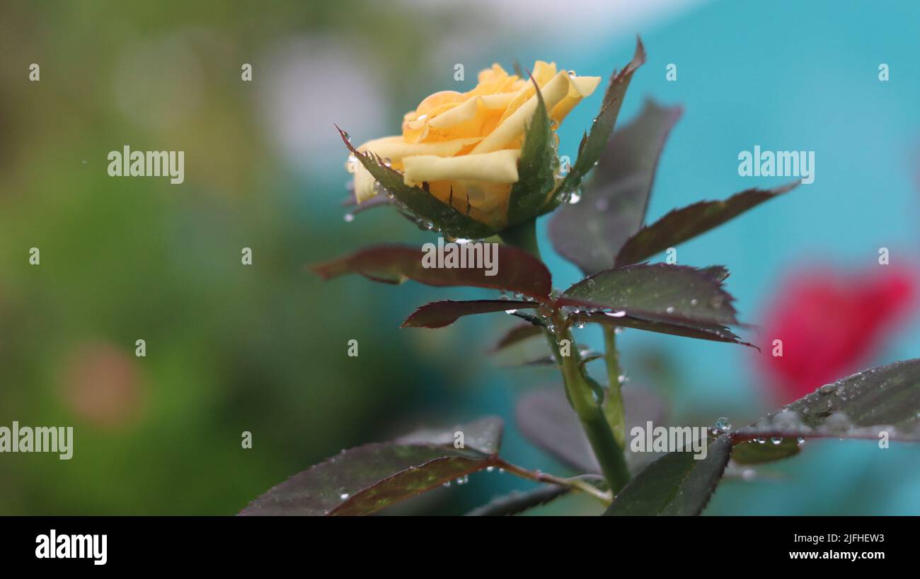 most beautiful flower Stock Photo
