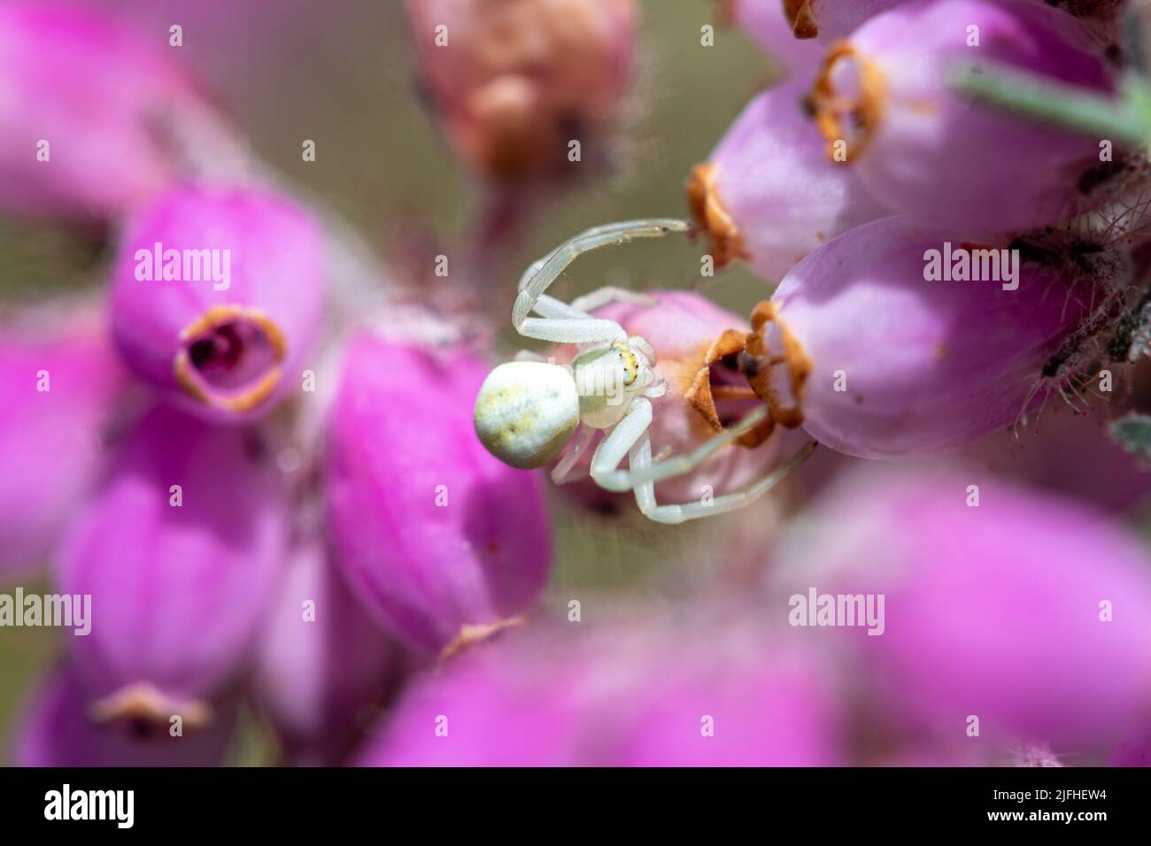 A white flower crab spider (Misumena vatia) on cross-leaved heath heather (Erica tetralix), England, UK Stock Photo