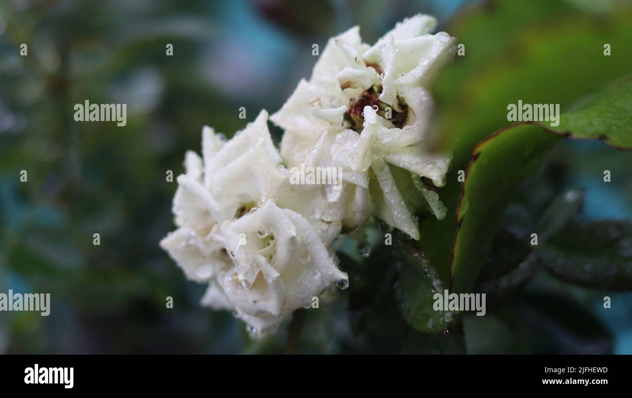 most beautiful flower Stock Photo