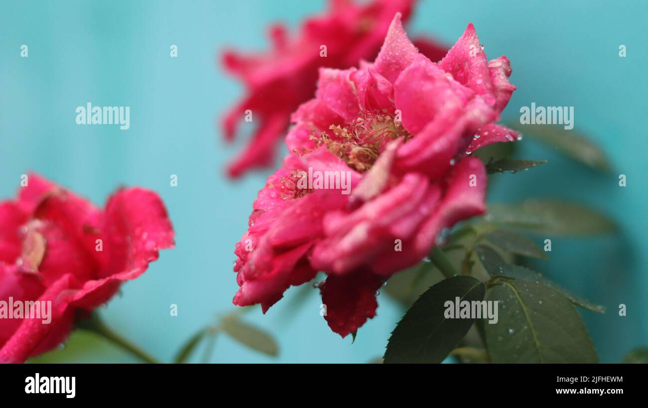 most beautiful flower Stock Photo