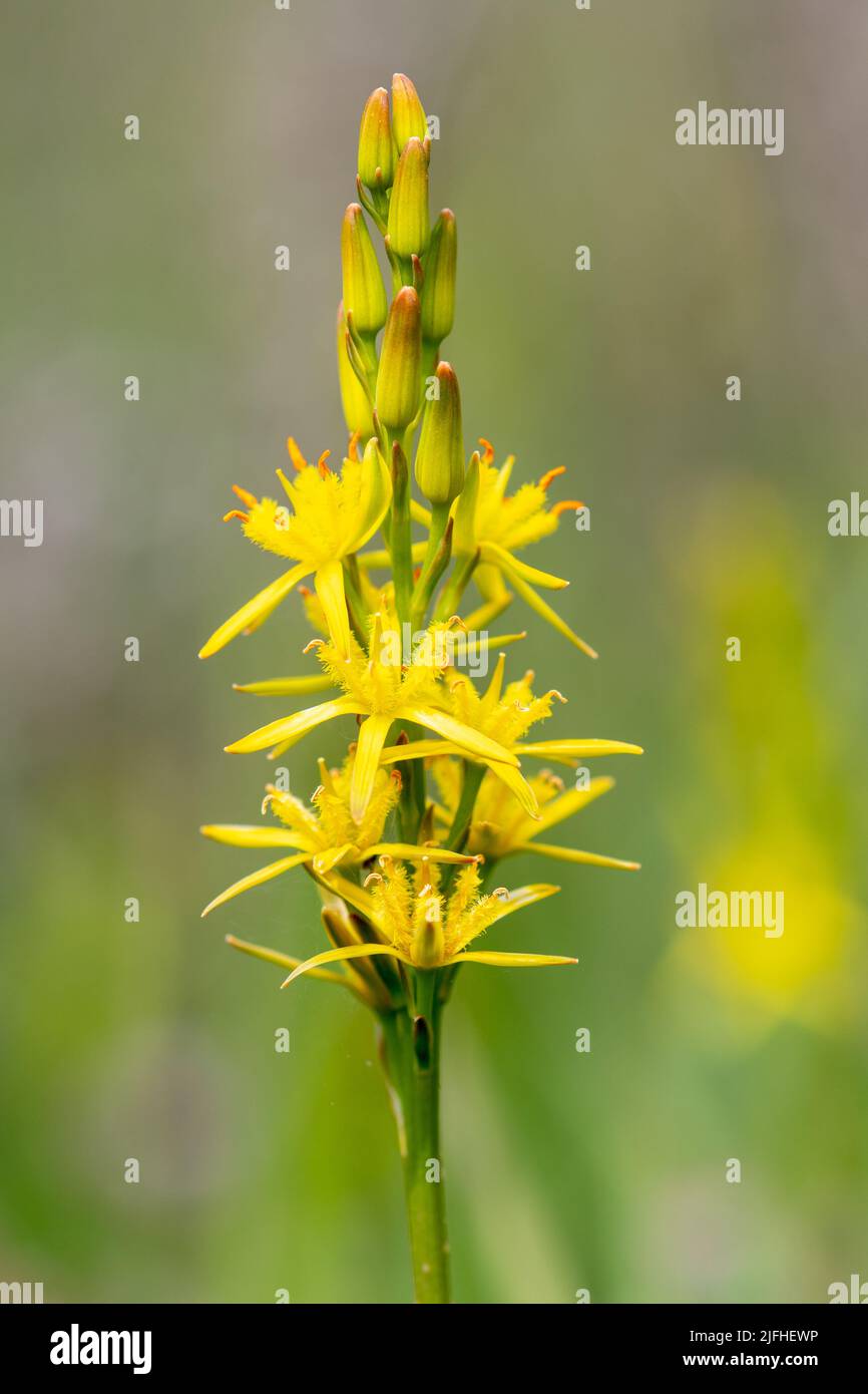 Bog asphodel flower (Narthecium ossifragum), a yellow wildflower of boggy marsh habitats, Surrey, England, UK, during June Stock Photo