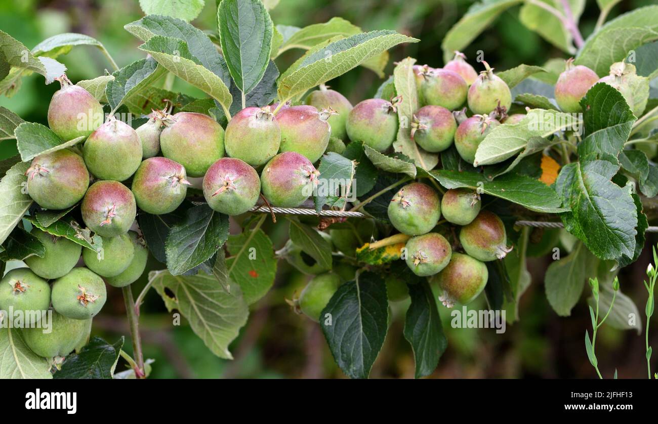 The young fruit of malus domestica Kidd's Orange red. Stock Photo