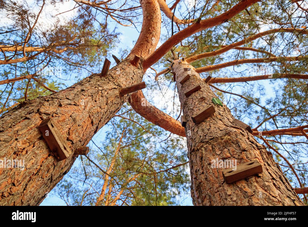 Trunks of pine trees adapted for a climbing wall. Bottom view of steps made of wooden blocks nailed to a tree, closeup Stock Photo