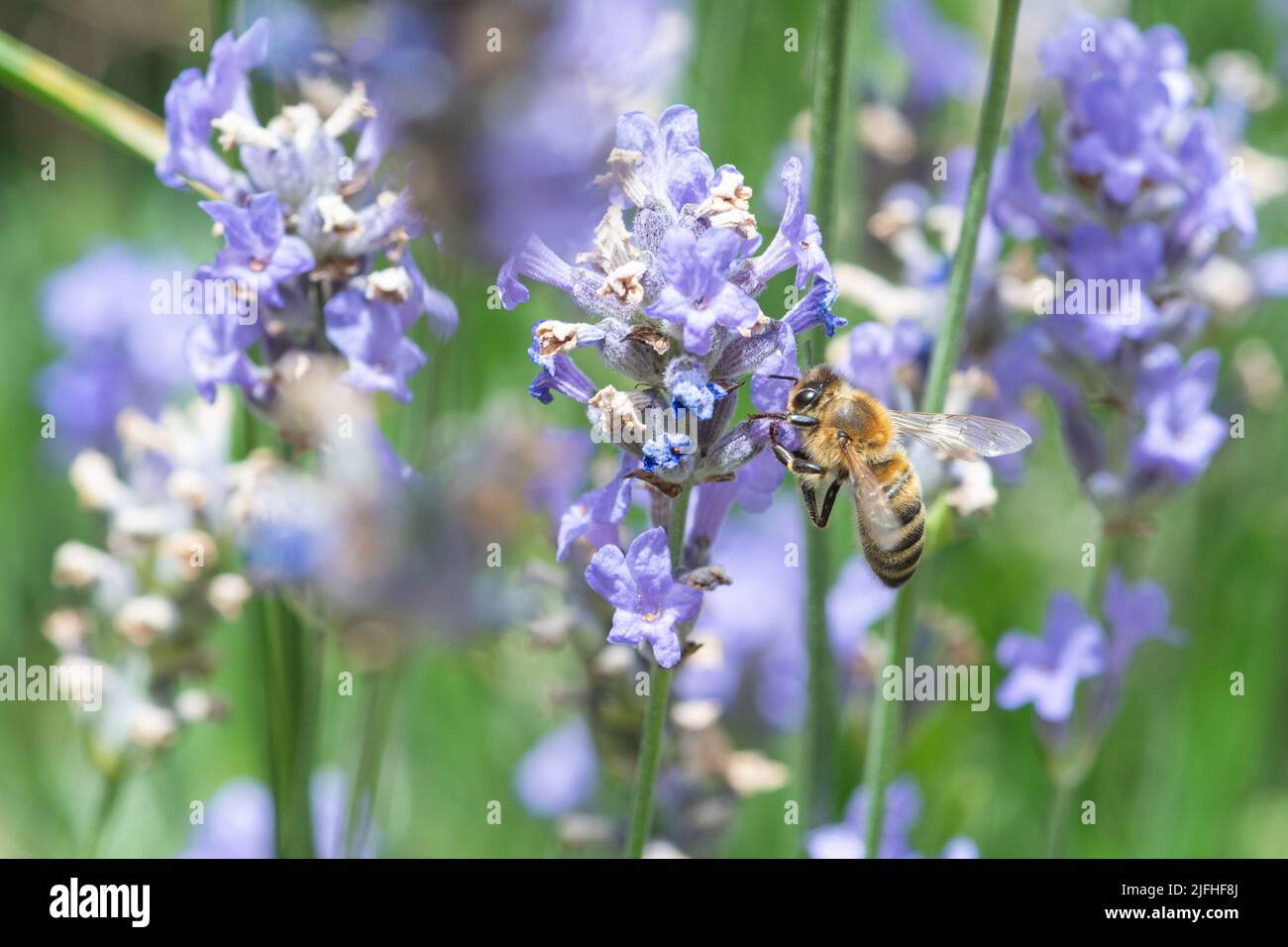Honey bee, Apis mellifera, nectaring on lavender in a garden in July, Hampshire, England, UK Stock Photo