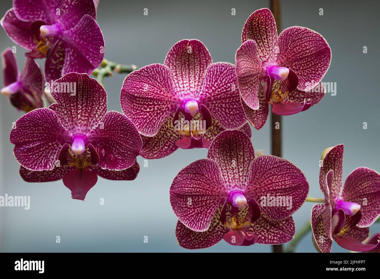 Phalaenopsis, also known as moth orchids, is a genus of about seventy species of plants in the family Orchidaceae. Stock Photo