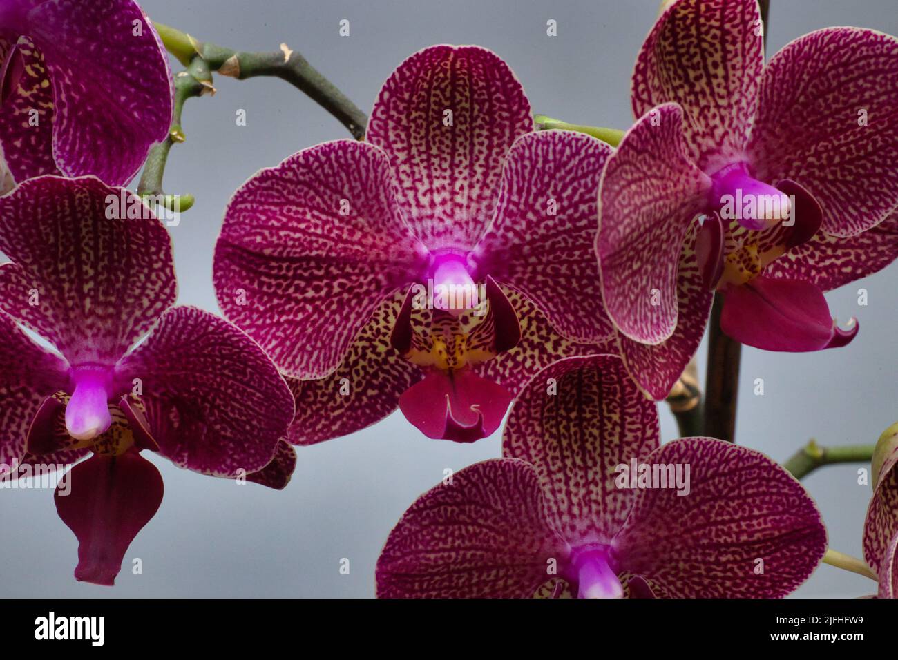 Phalaenopsis, also known as moth orchids, is a genus of about seventy species of plants in the family Orchidaceae. Stock Photo