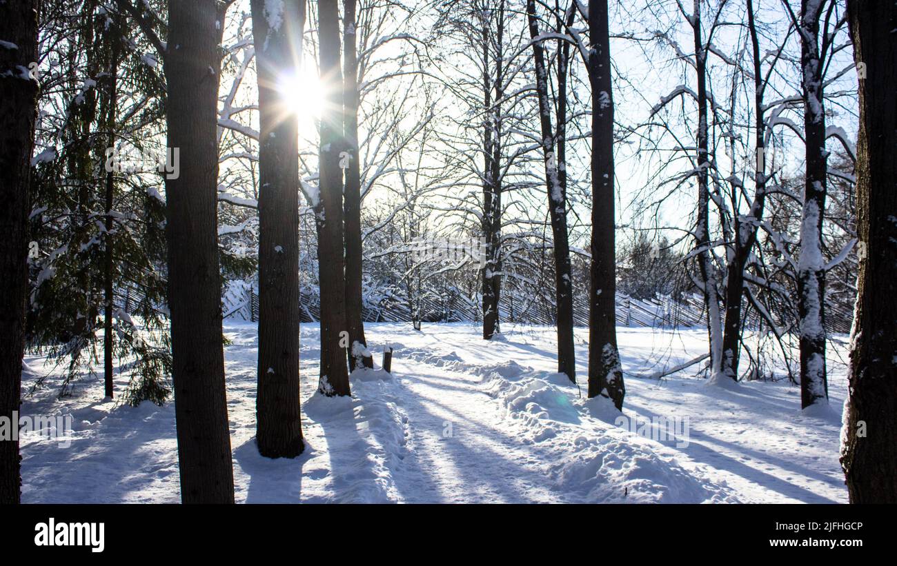 Snowy forest in russia hi-res stock photography and images - Alamy