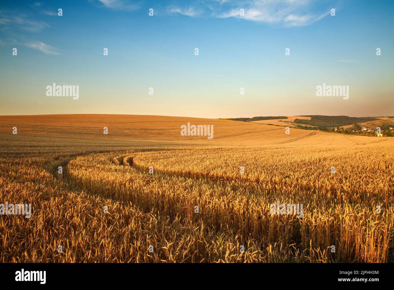 Dramatic landscape over a field of ripe wheat on the blue sky, crop season agricultures grain harvest Stock Photo