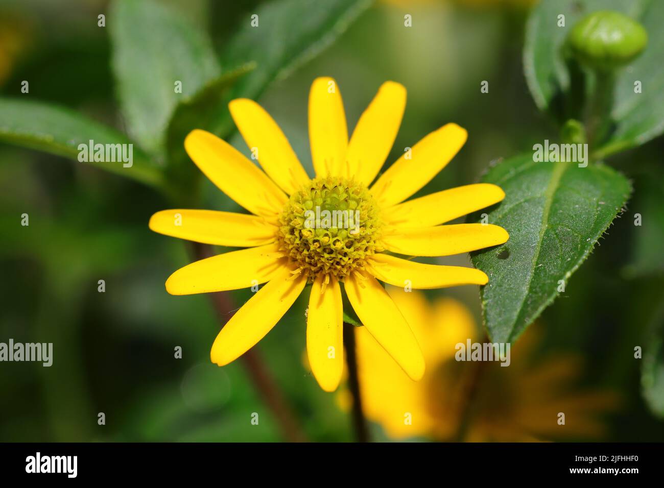close-up of a beautiful yellow hussar button flower of the sanvitalia variety against a green blurred background Stock Photo