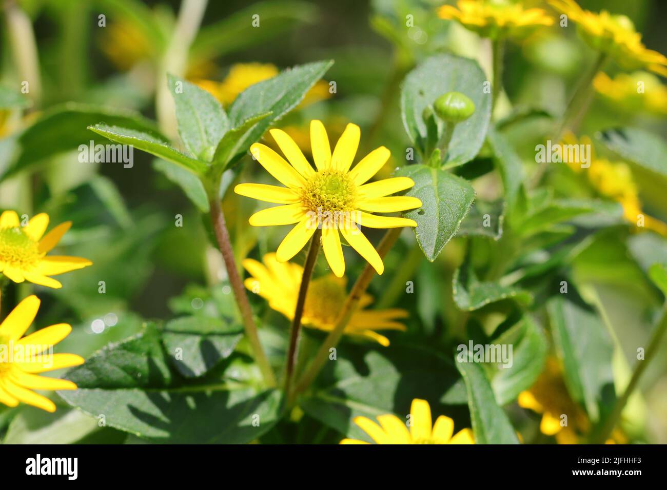 close-up of a bright yellow sanvitalia procumbens flower in a flower bed Stock Photo