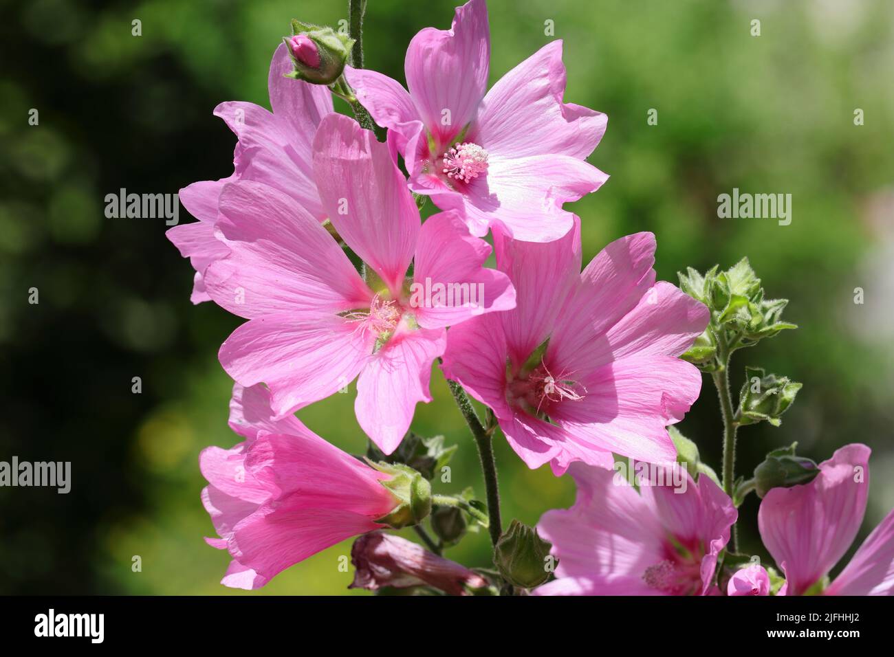 close-up of sunlit pink lavatera olbia flowers in a flower bed Stock Photo