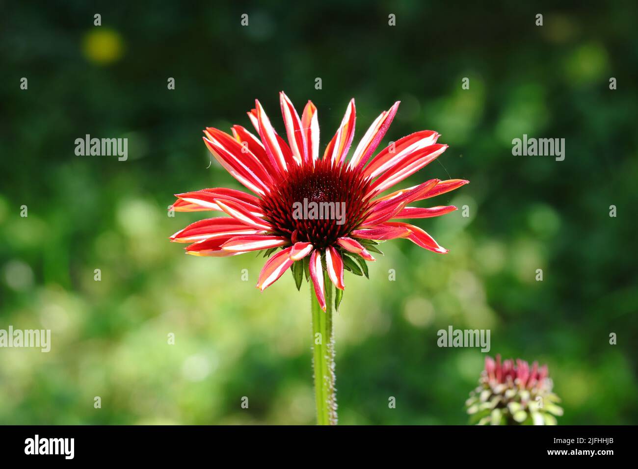 close-up of a fresh opening flower of an echinacea purpurea against a blurry natural background Stock Photo