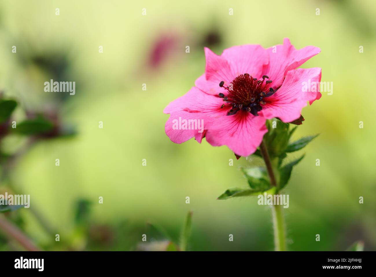 close-up of a sunlit potentilla nepalensis flower against a bright blurred background Stock Photo