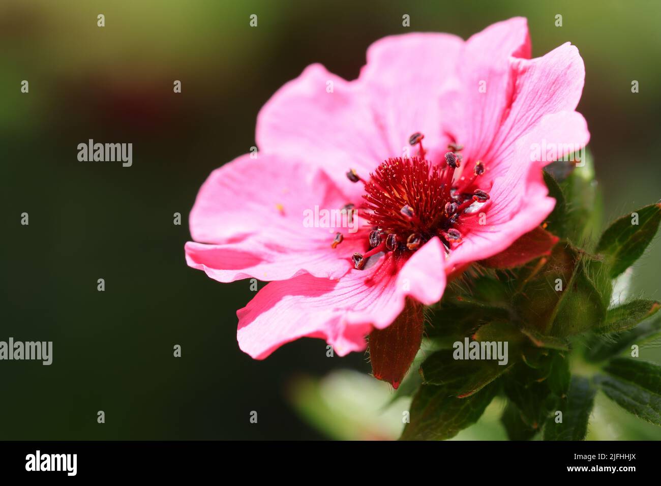 close-up of a beautiful pink potentilla nepalensis against a green blurry background, copy space Stock Photo