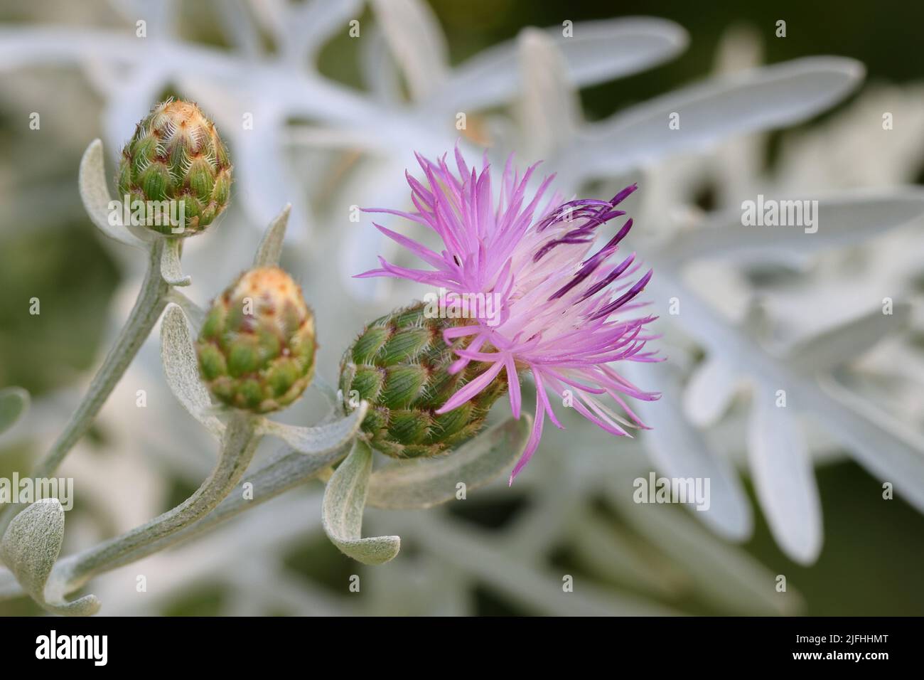 close-up of a light purple centaurea gymnocarpa and two buds against a white-grey natural background Stock Photo