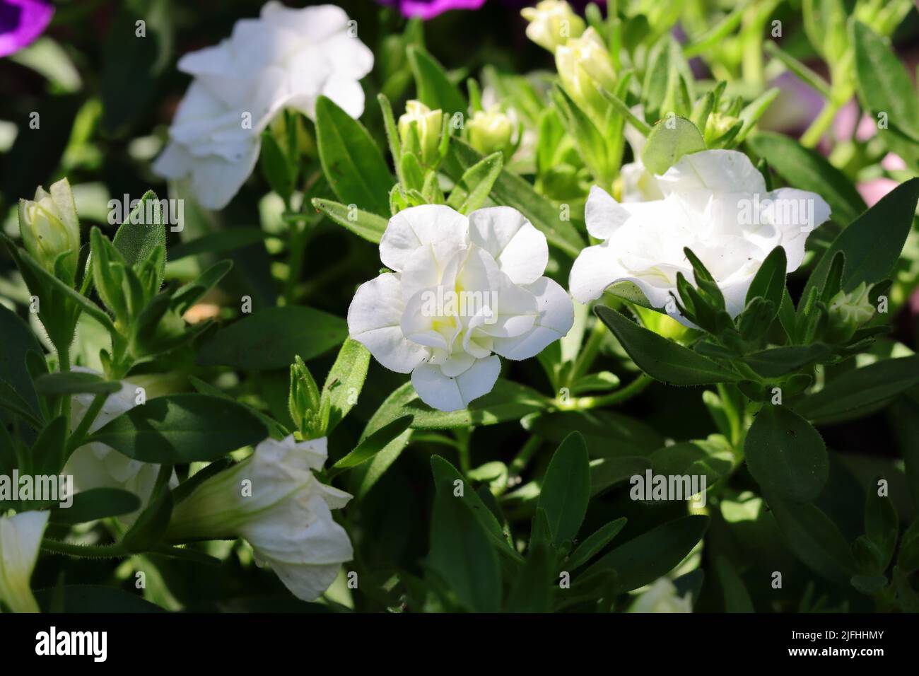 close-up of the pretty sunlit flowers of a white calibrachoa, selective focus Stock Photo