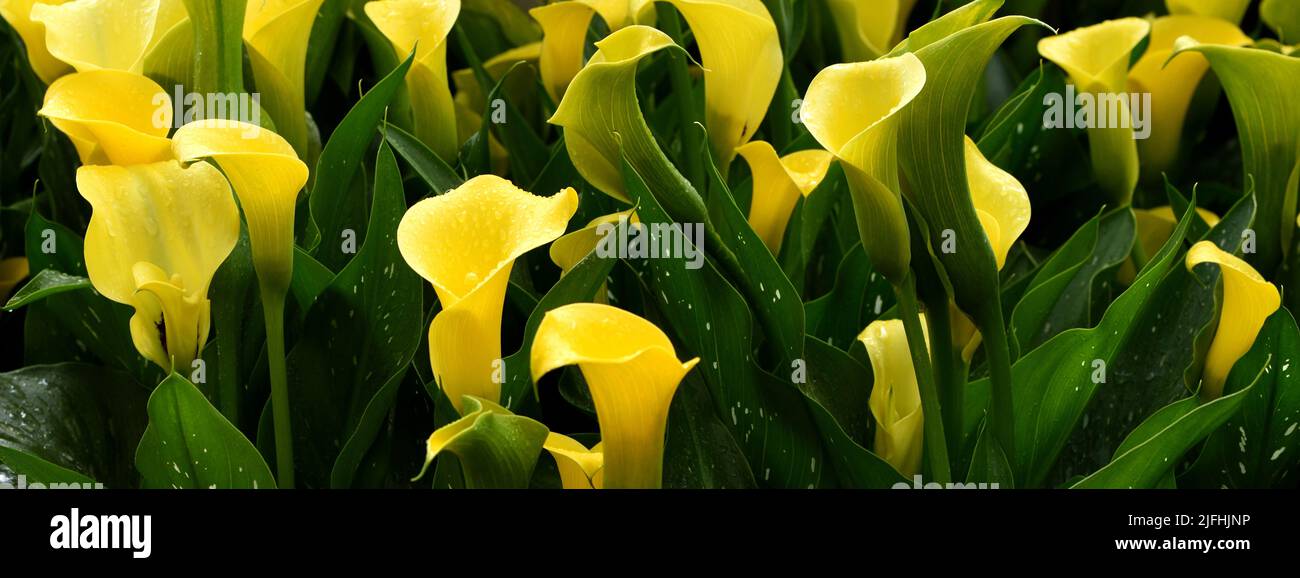 The yellow flowers of Zantedeschia Sun Club. Stock Photo