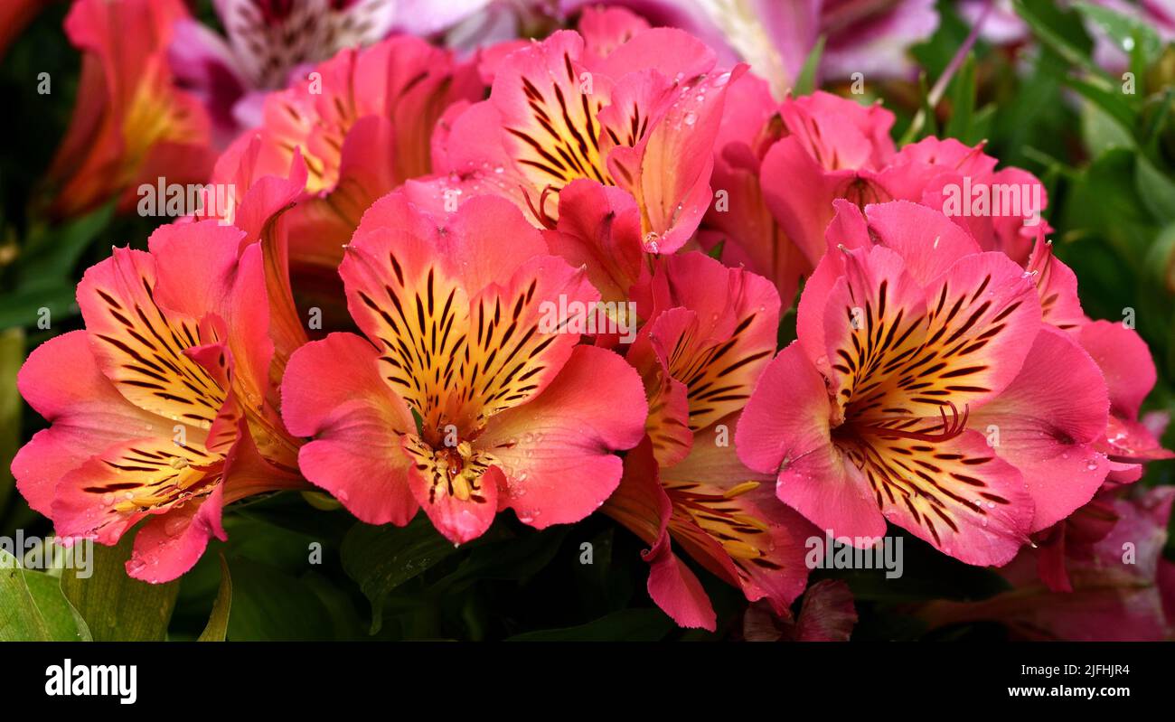 Closeup of the pink and yellow flowers of Alstroemeria Sunshine. Stock Photo