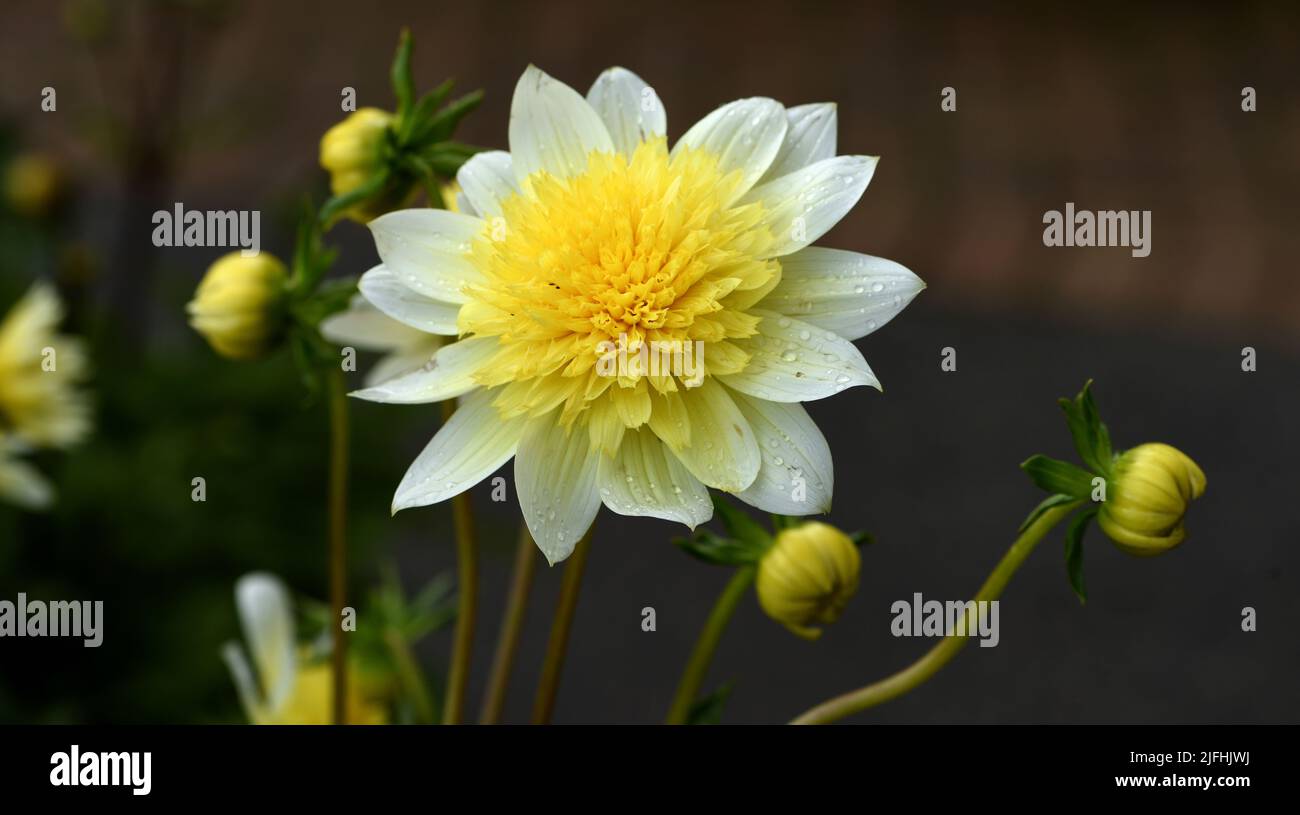 The yellow and white flower of Dahlia Paso Doble in closeup. Stock Photo