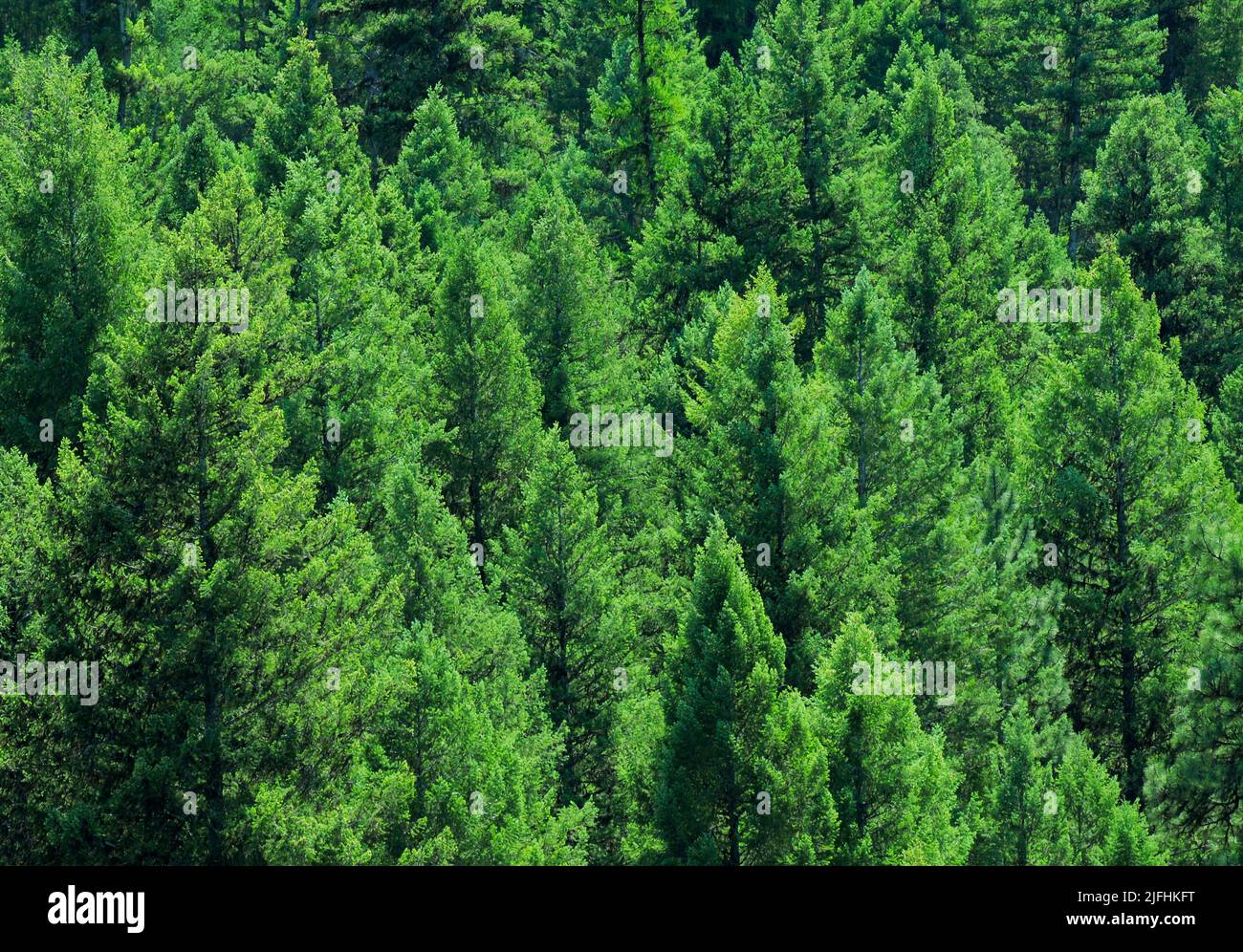 Timber conifer hi-res stock photography and images - Alamy