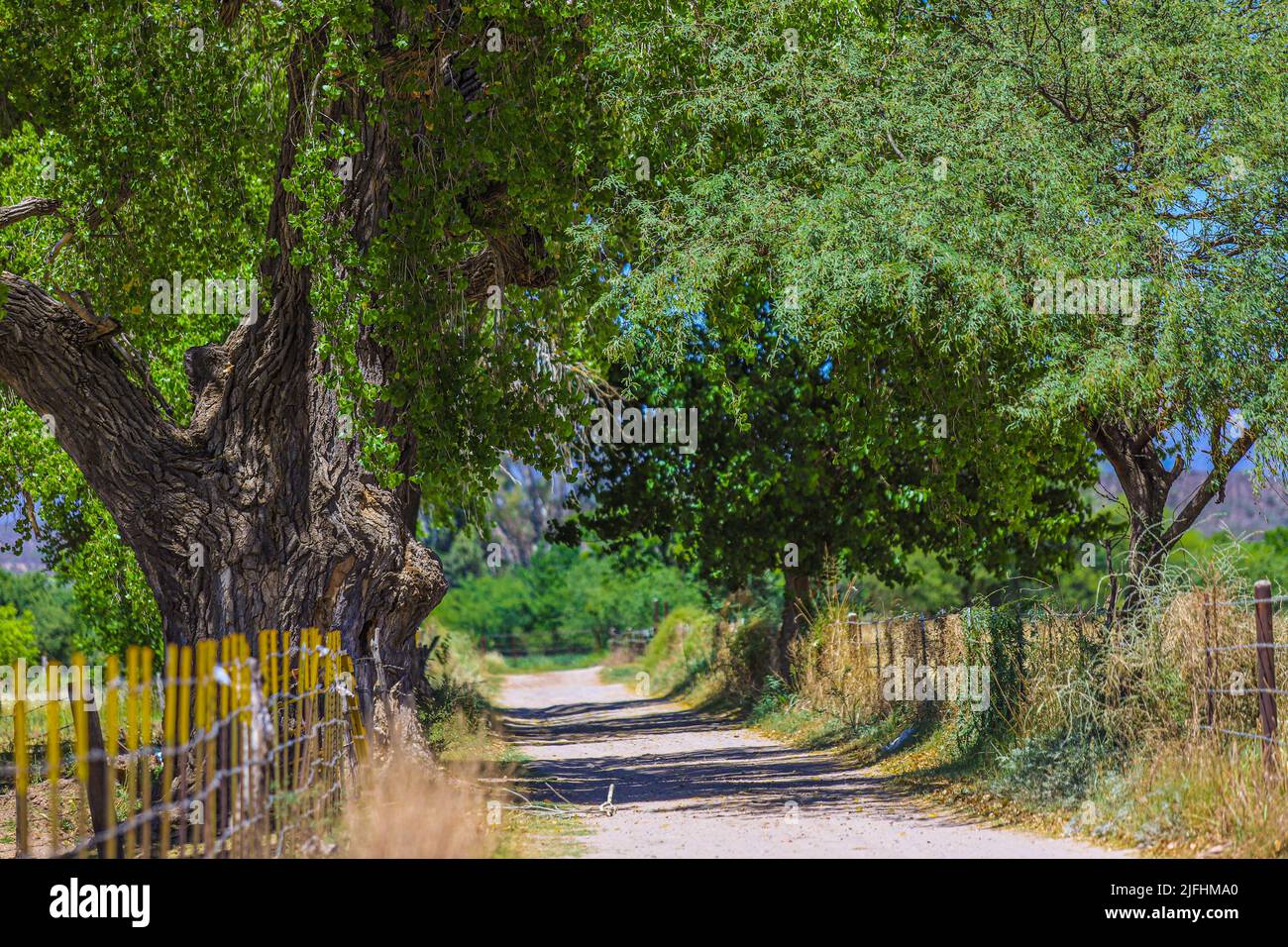 Soil texture, dry branches and ashes in rural area Real del Alamito in Sonora, Mexico Photo: (Photo by Luis Gutierrez / Norte Photo) dry, dry Stock Photo - Alamy