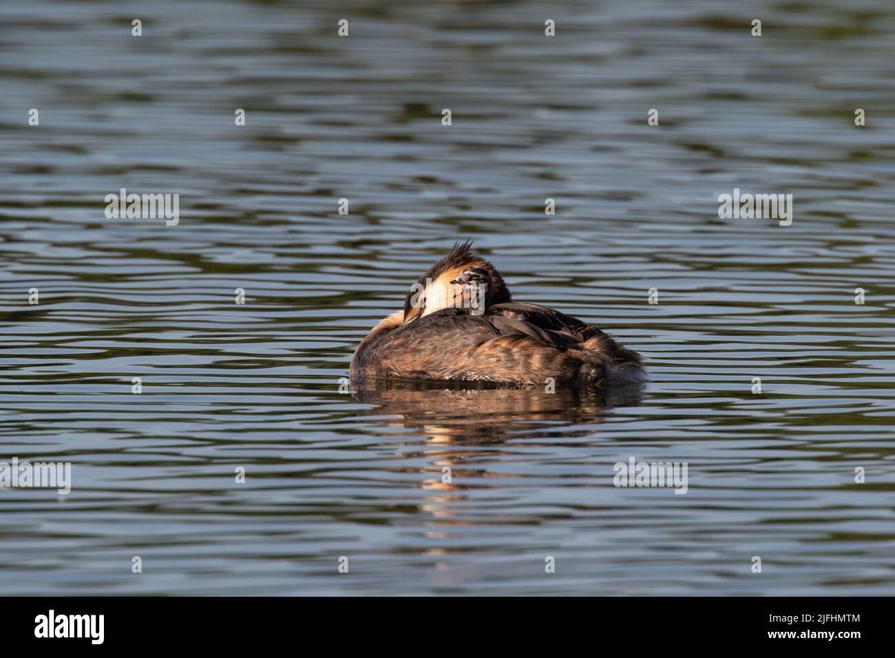 Great Crested Grebes and their young Stock Photo Alamy