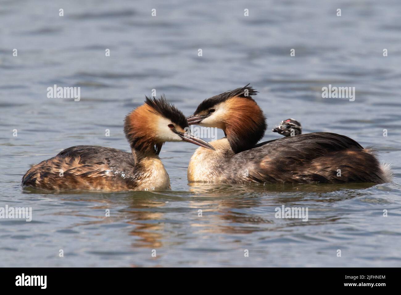 Great Crested Grebes and their young Stock Photo Alamy
