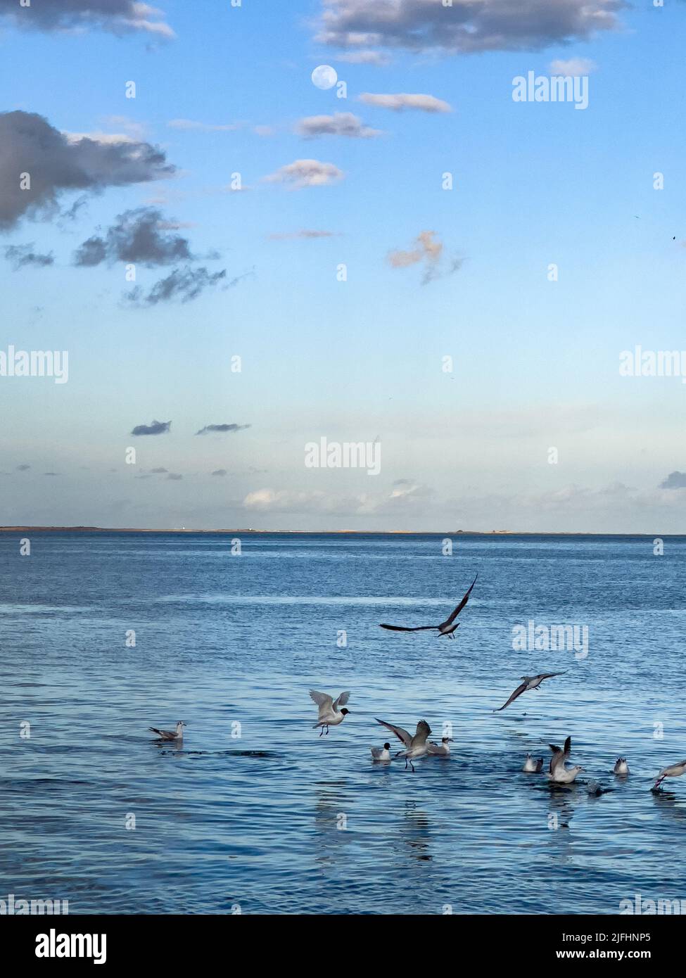 Flock of seagull birds fly over the sea Stock Photo - Alamy