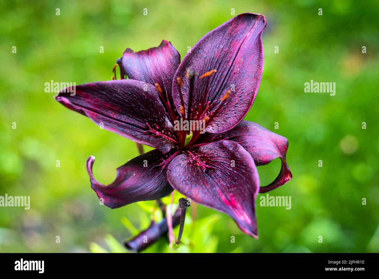 Dark Purple  beautiful lily flower bloom closeup  Lilium lanciifolium Stock Photo