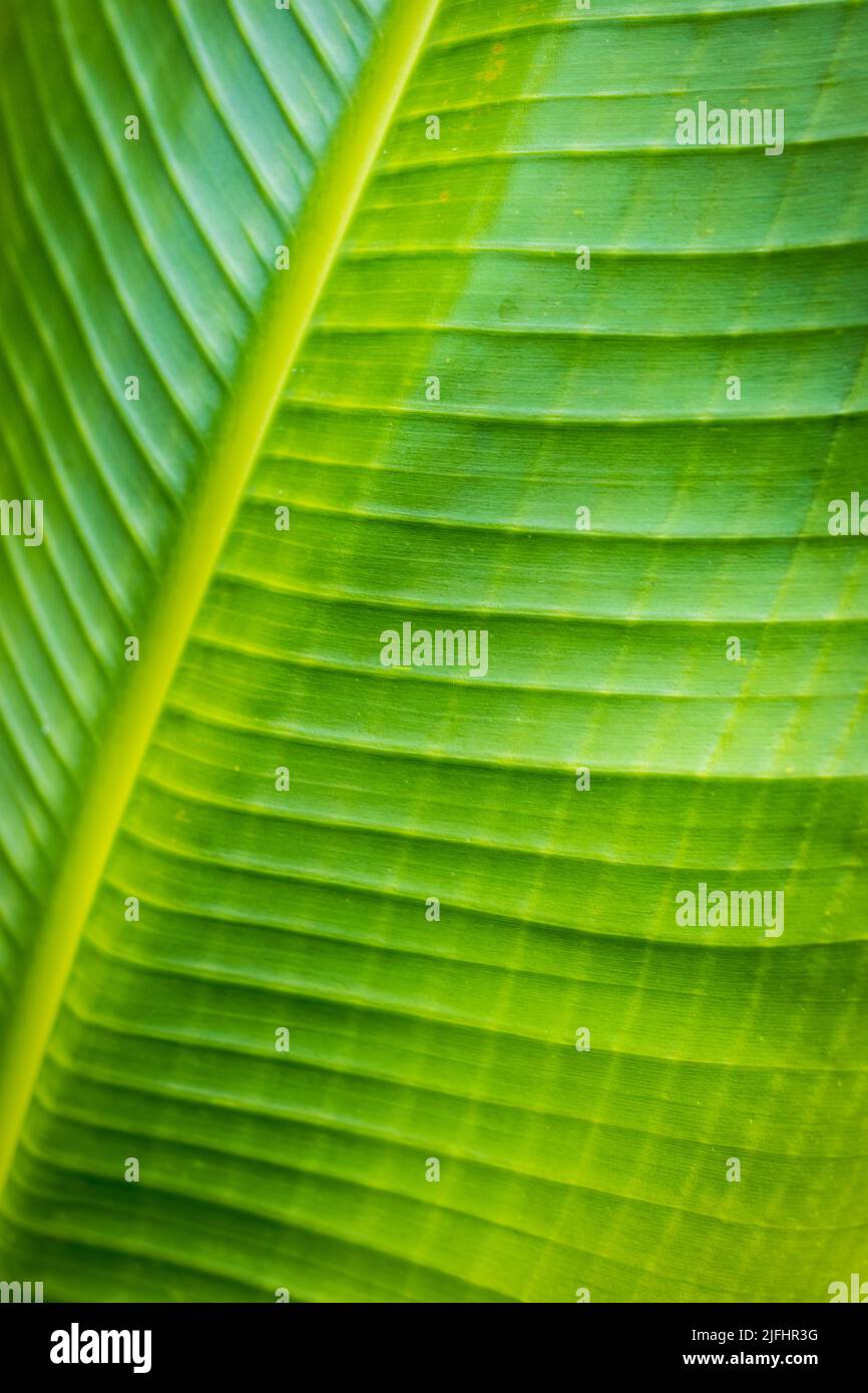 fresh green tropical leaf of a ravenala madagascariensis plant tree closeup traveler's palm Stock Photo