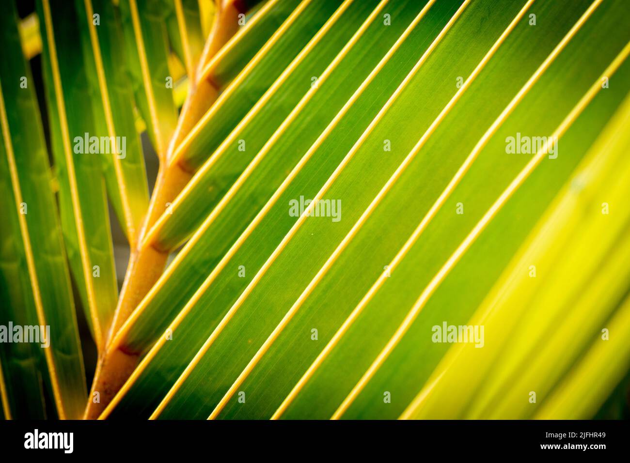 fresh green tropical leaf of a coconut tree closeup of the palm leaf texture selective focus Stock Photo